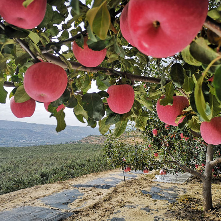 Китайский новый урожай 70 # Fuji Apple для продажи