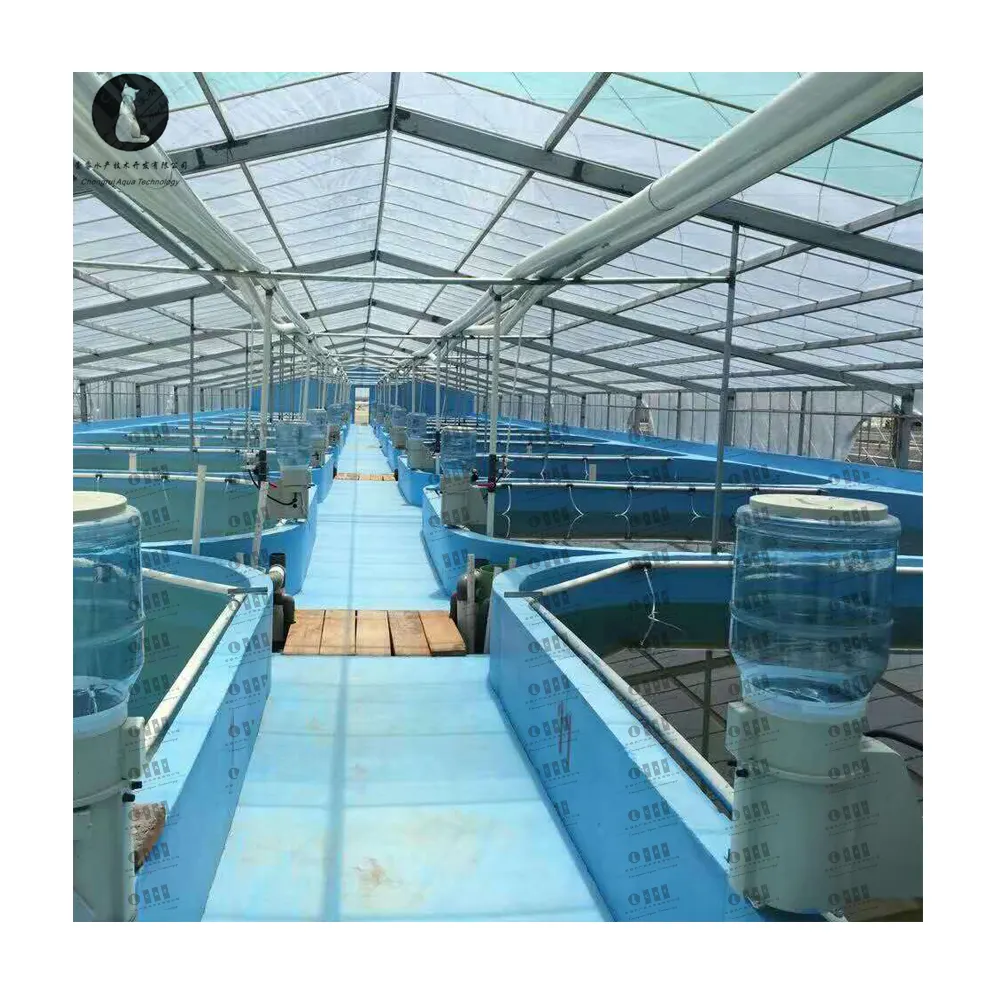 China Commercial Koi Pond RAS Equipment Indoor Fish Farming