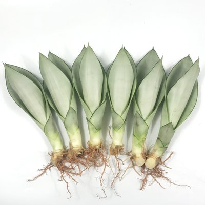 Sansevieria комнатный растительный питомник оптом поставщик