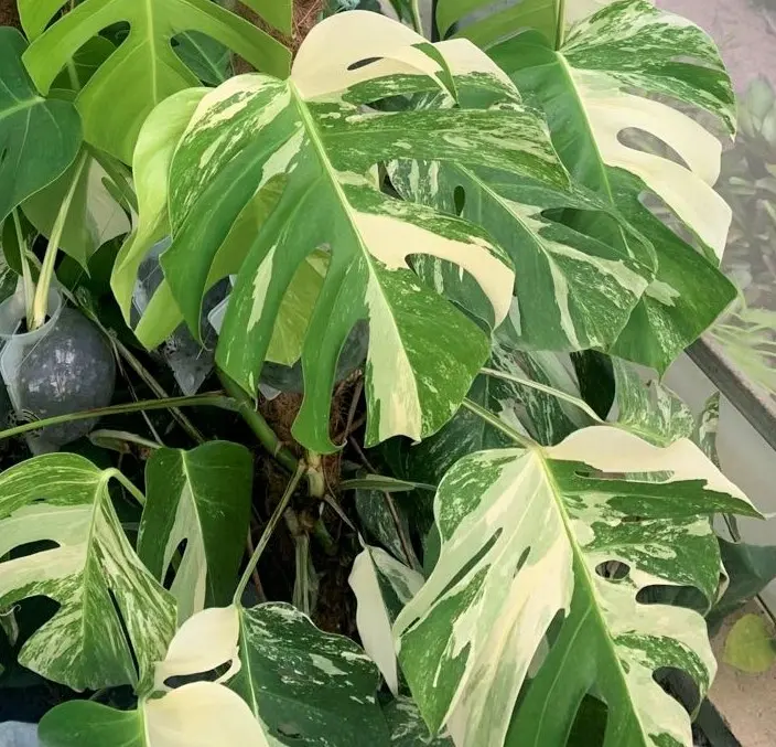 Special ins high quality air cleaner rare Monstera Albo ornamental live plant bonsai foliage plant