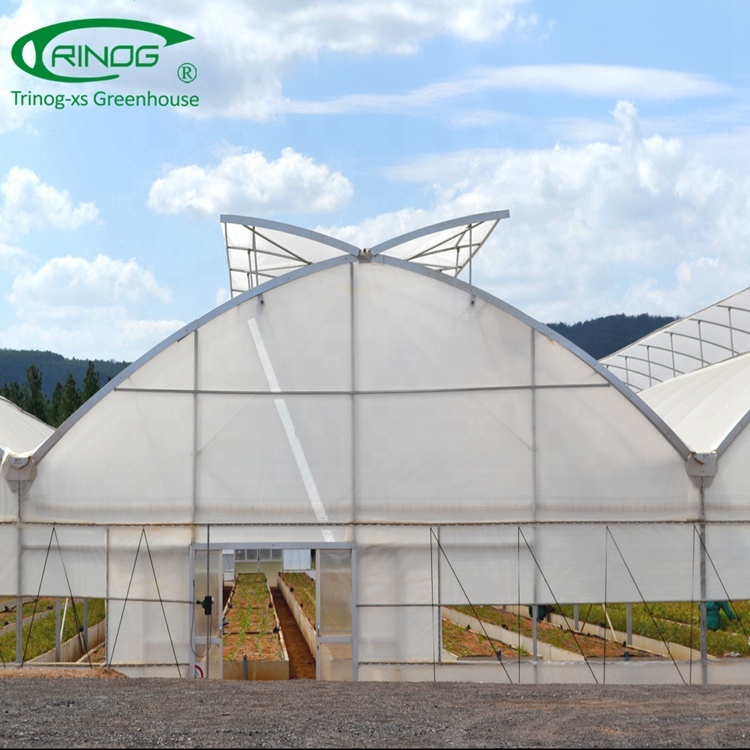 Low cost china commercial plastic other multi-span agricultural greenhouses with hydroponic system
