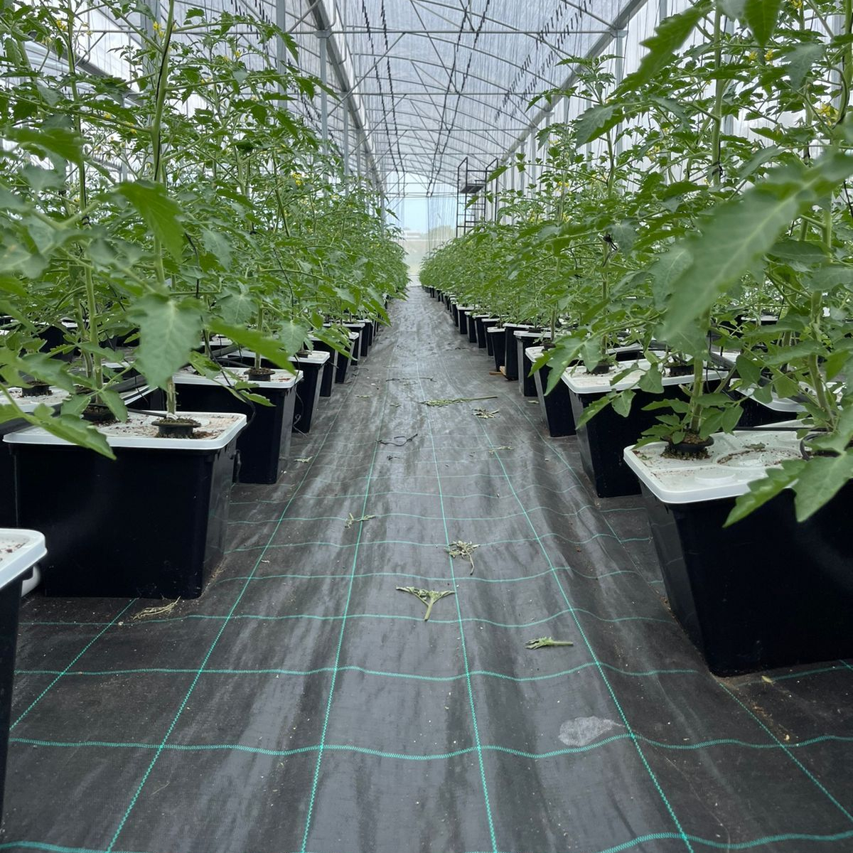 High Quality Agricultural Hydroponics Greenhouse Bato Dutch Bucket for Vegetable Tomatoes Farming Dutch Bucket Growing System