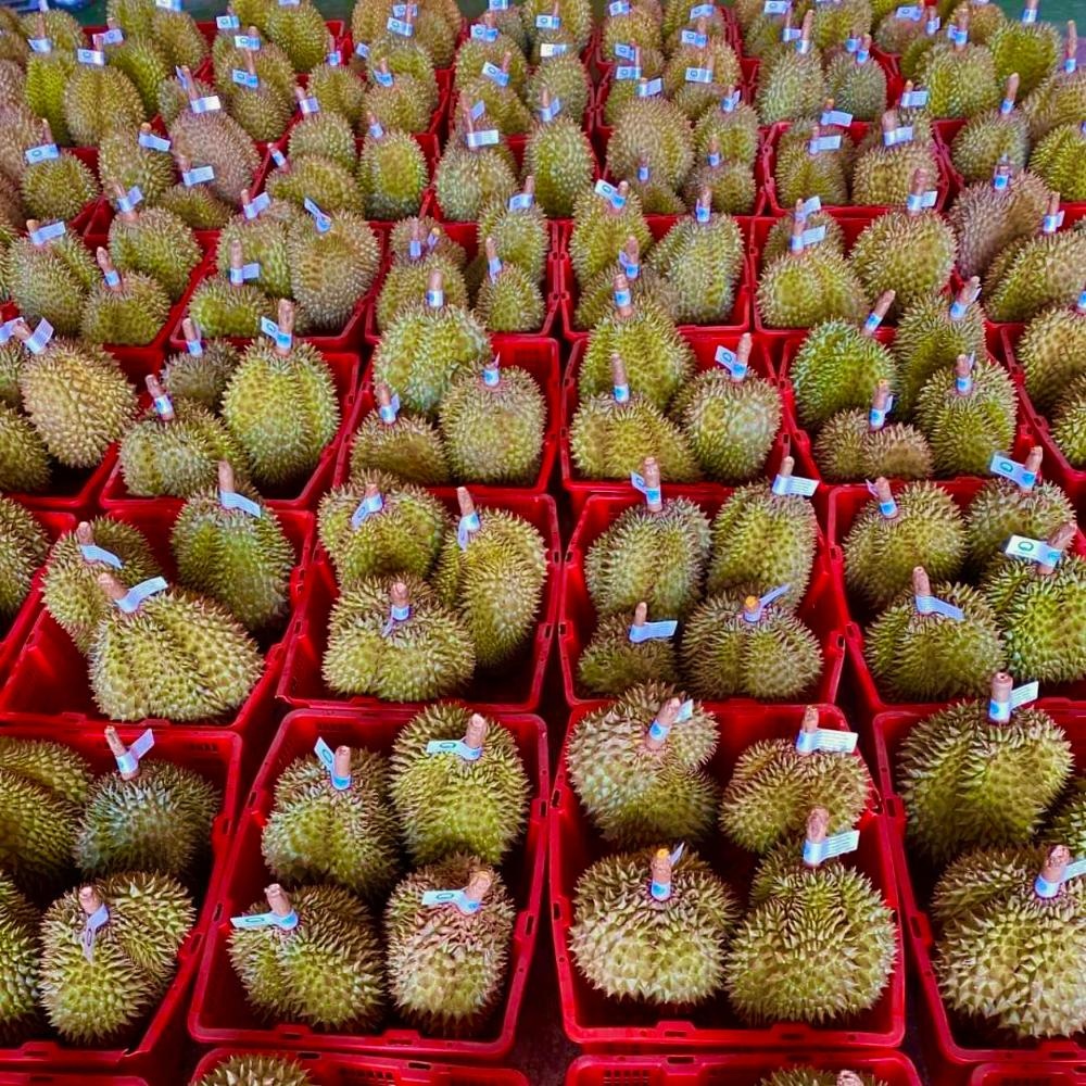Высококачественные Monthong из Таиланда Fresh Durians