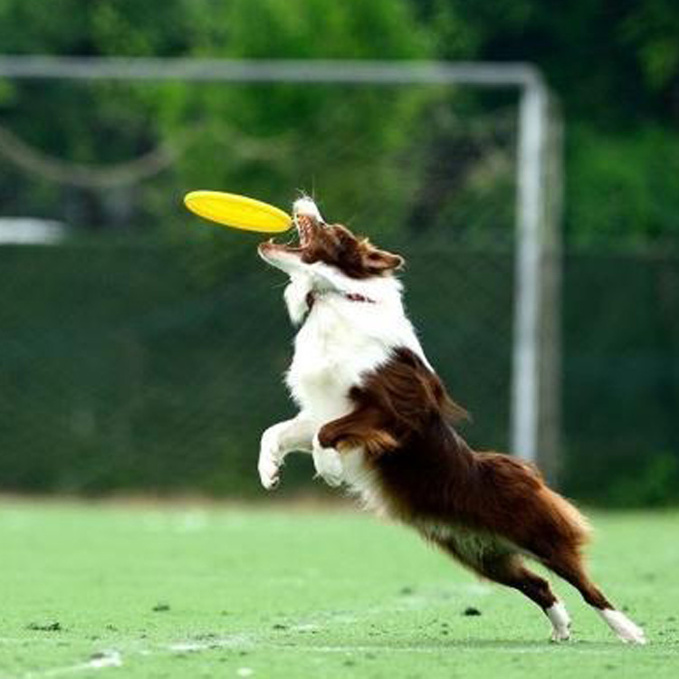 custom pet toy PU disk dog flying discs ultimate flying disc sports interactive dog toy