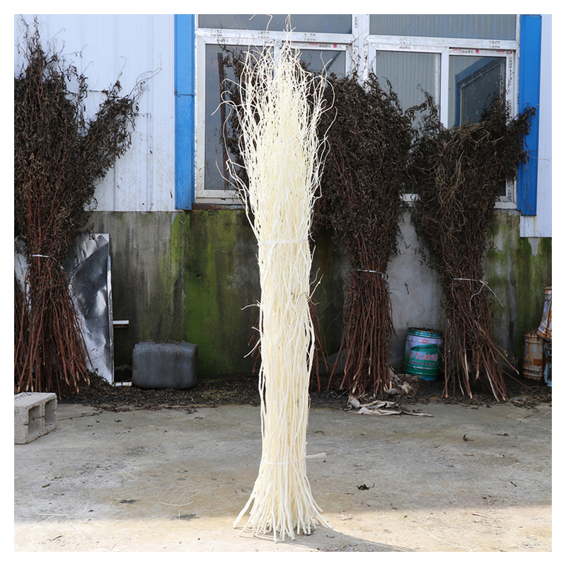 Dry Tree Vines sprial willow contorted willow Branches Used for DIY Home Decoration Wedding Site Decoration Garden Decoration