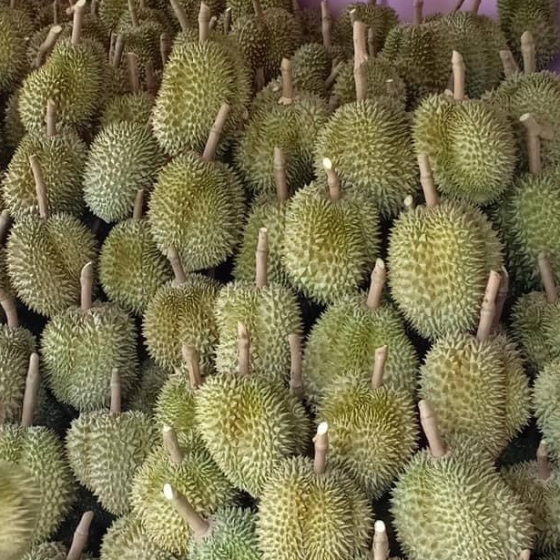 Оптовая продажа, фруктовый продукт премиум качества Kan Yao из Таиланда Fresh Durians