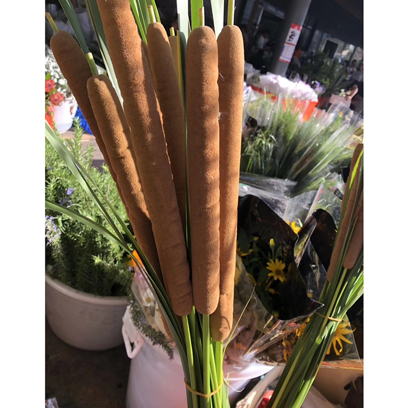 Hot Seller Natural Dried Flower Reed Aquatic Plant Decoration Dried Flowers