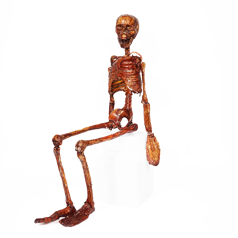 Halloween Human Skeletons Full Body Bones with Movable Joints for Spooky Party Decoration Props Halloween Skeleton