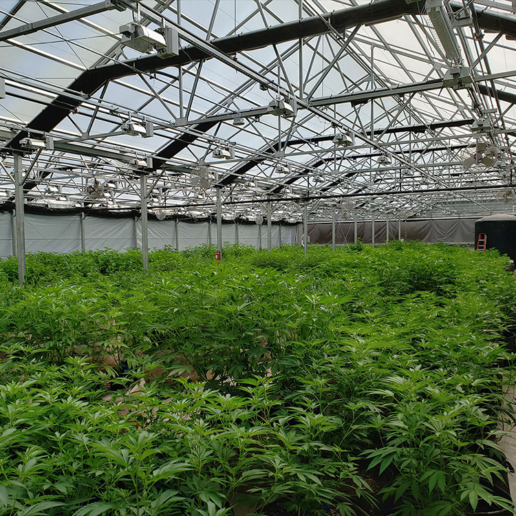 Greenhouse Made In China Automatic Hoop Greenhouses Blackout Light Deprivation Greenhouse For Medical
