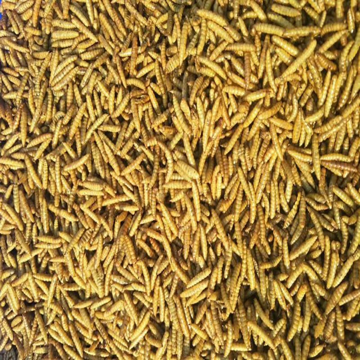 Janio Feed Your Pet with Nutritious Black Soldier Larvae