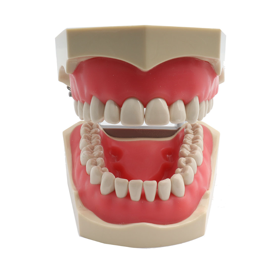 Medical Science Dental model Anatomy human body Teeth Model removable anatomical ADC dental teeth model For teaching resource