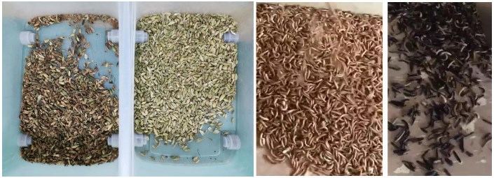 Mini multi-purpose rice grain coffee beans color sorter machine cashew pistachio optical sorting and grading machines