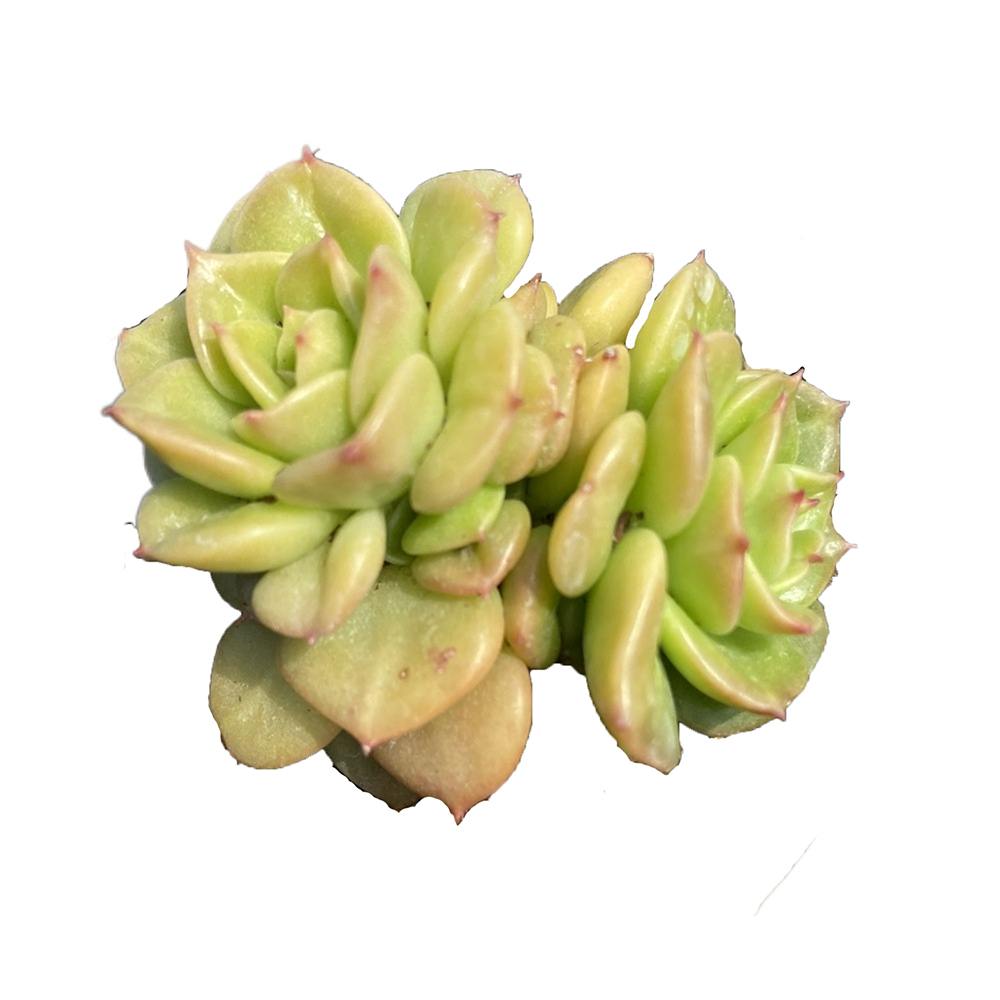 Прямая поставка с завода, зеленые растения, маленькие суккуленты echeveria nuda
