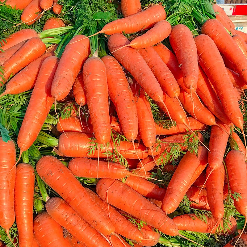 2022 свежая и вкусная красная Органическая морковка Shandong China