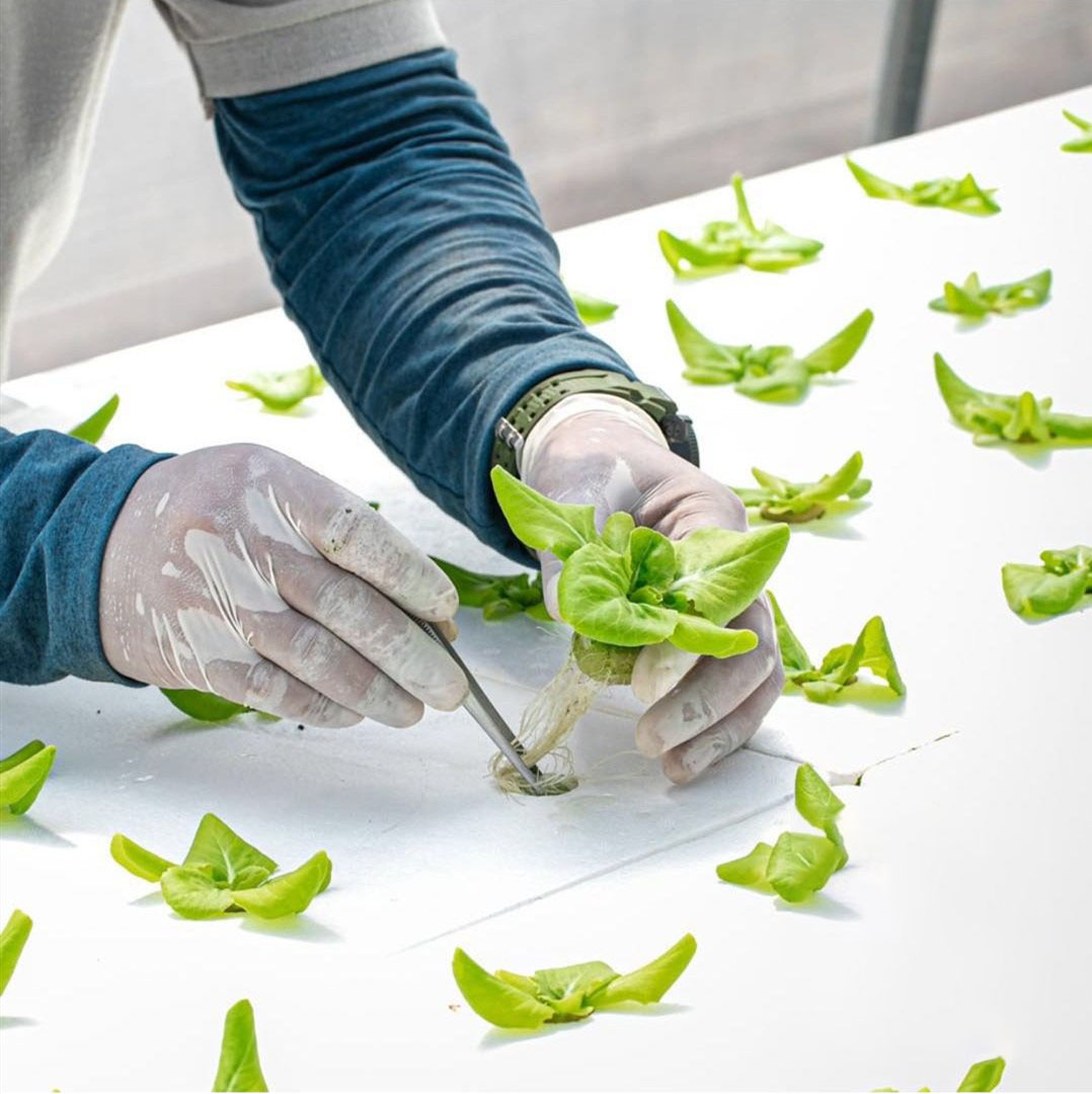 Soft Convenient Easy To Use Factory Environmental Farming and Gardening growing For Plant Greenhouse Circular Hydroponic Foam