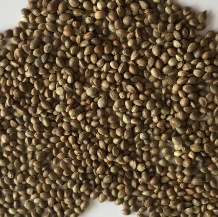 newest crop organic hemp seeds