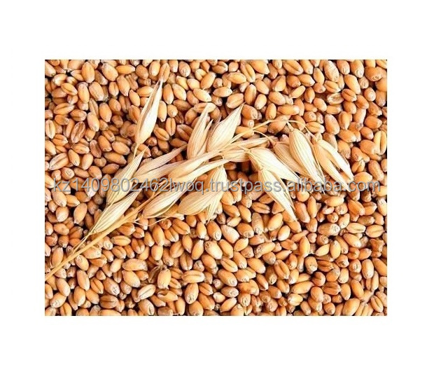 Natural High quality wheat grain from Kazakhstan