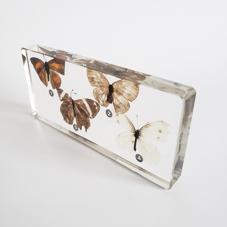 Educational Or Ornamental Different Butterflies Embedded Specimen