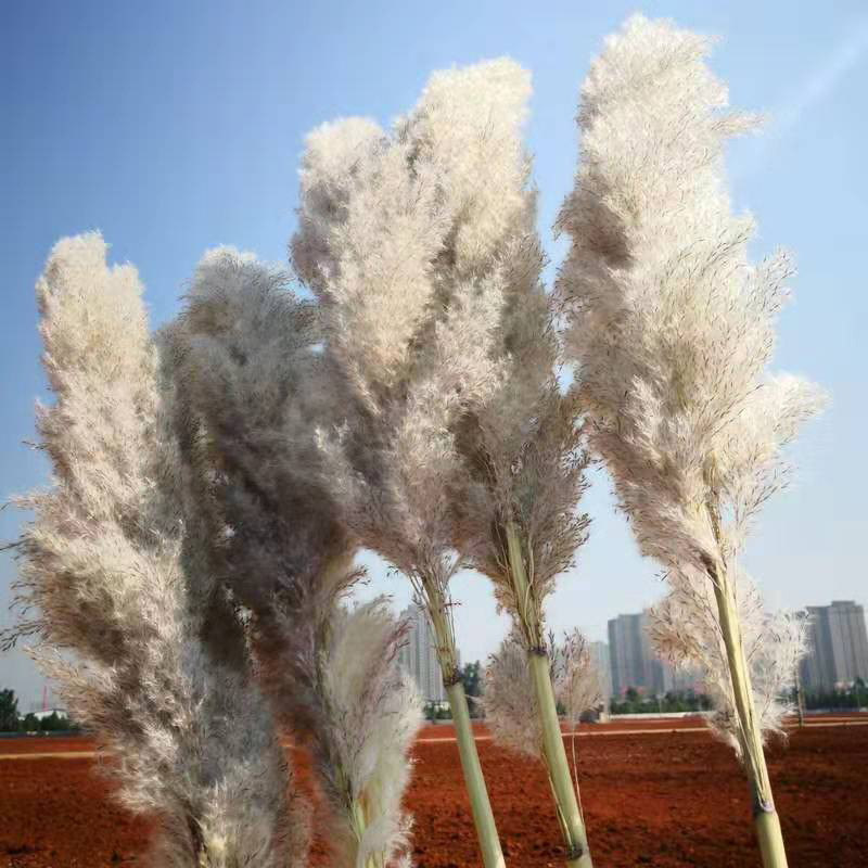 Оптовая продажа, домашние декоративные сушеные цветы, настоящие натуральные белые пампасы, трава, большая кортадерия, трава для украшения интерьера