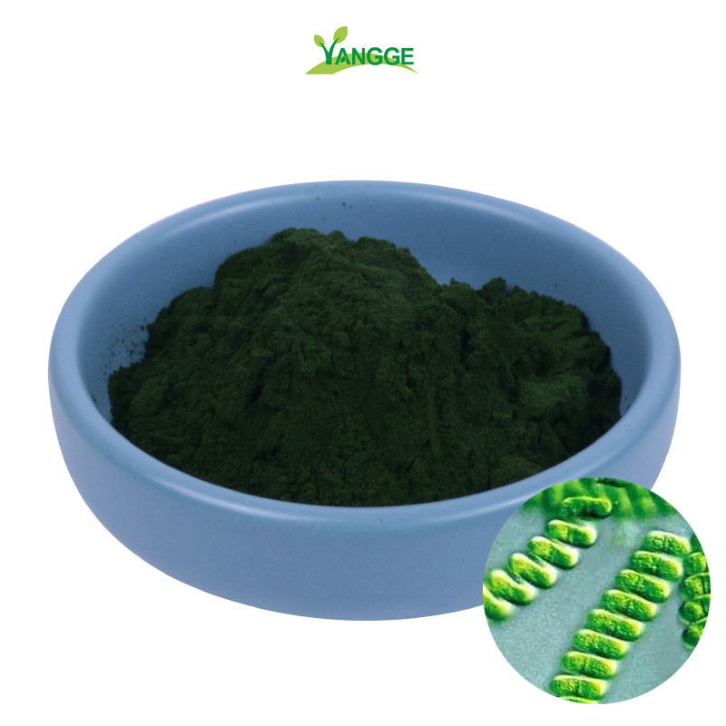 Green Spirulina extract pure Spirulina platensis extract powder for animals feed