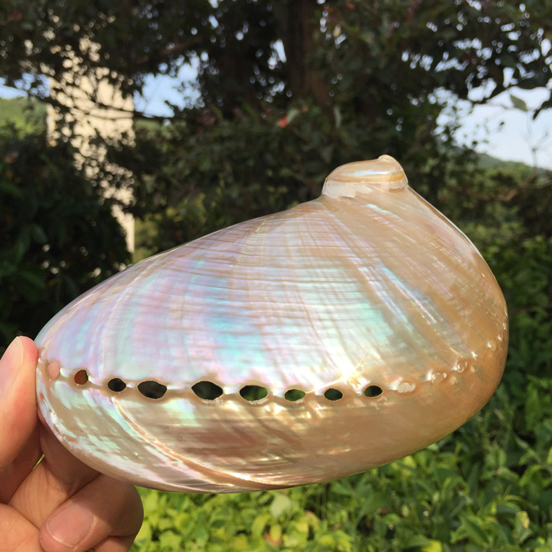 Полированная Натуральная Зеленая губа paua shell crafts для украшения и изготовления ювелирных изделий