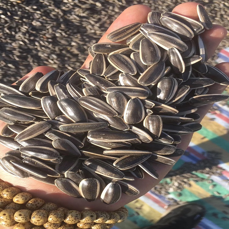 Chinese xinjiang 2019 new crop sunflower seeds 363 material spot