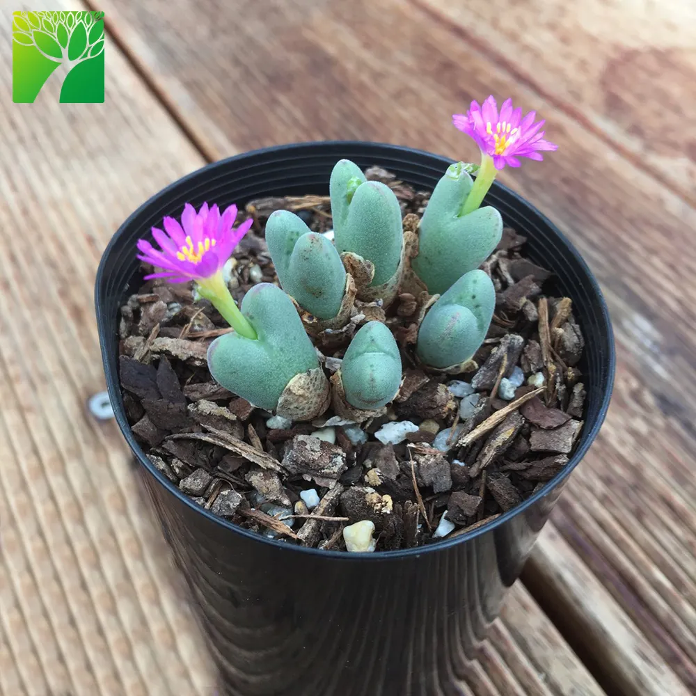 Wholesale medium succulent plants living stones Conophytum gracilistylum purple flower for plantes succulentes