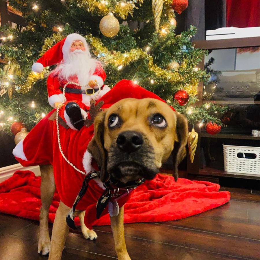 JY033 Christmas dog hot selling pet supplies products 2021 pet apparel & accessories
