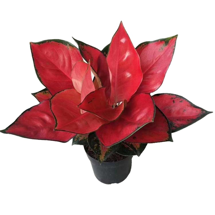 Комнатные горшечные зеленые растения и цветы Aglaonema spp dongfanghong, очищающие воздух и поглощающие формальдегид, оптовая продажа