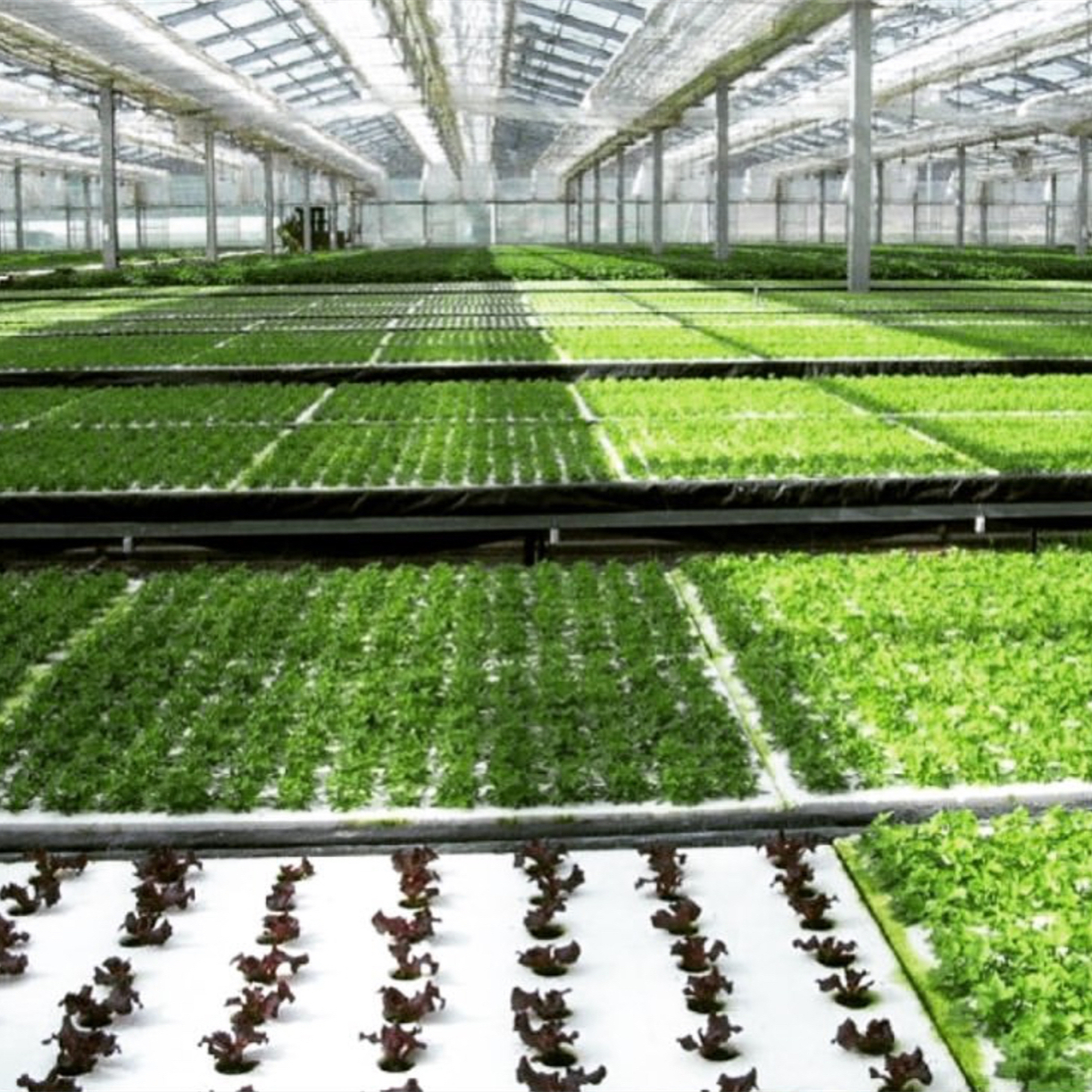 DWC Hydroponics System Foam Floating Raft Board For Greenhouse Vegetable Fruits Growing