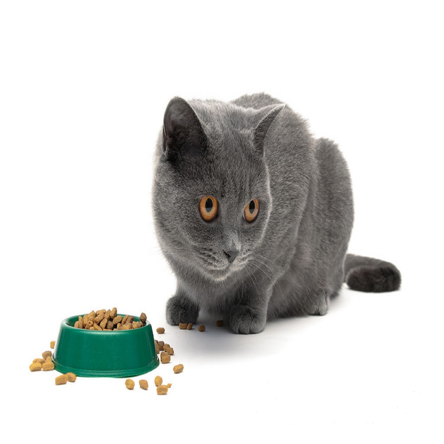 Котенок, кошка, рыба, курица оптом, еда для домашних животных, сухой корм для кошек