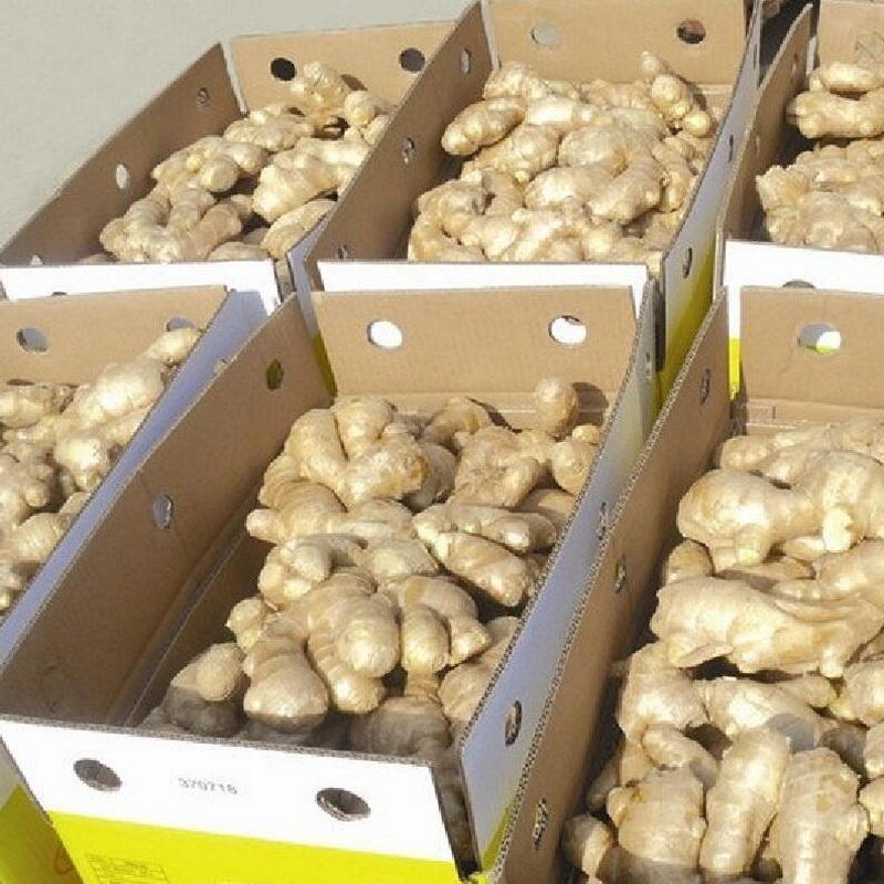 Fresh vegetable of China wholesale dry ginger price per kg