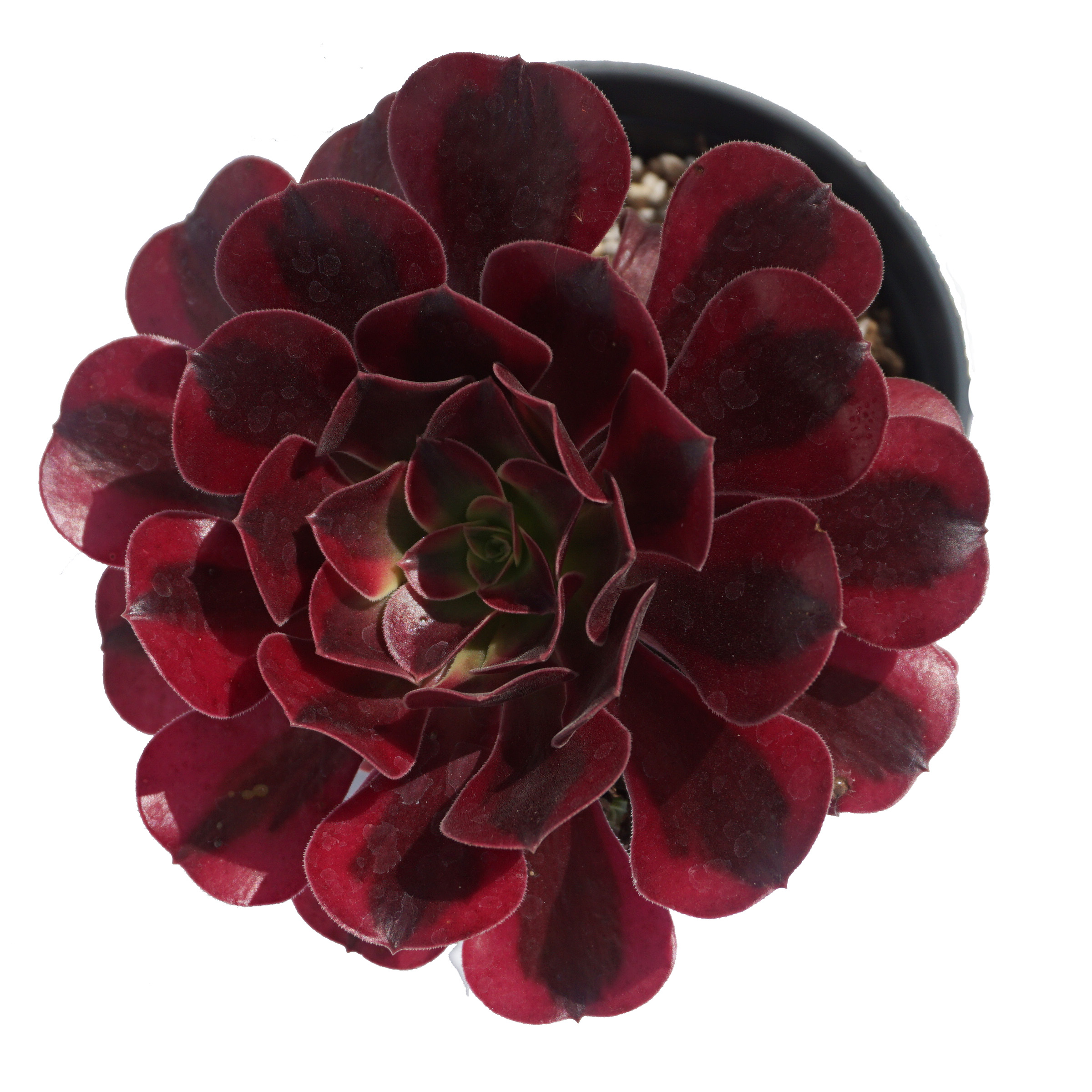 wholesale ornamental plant succulent plants live natural plants Echeveria