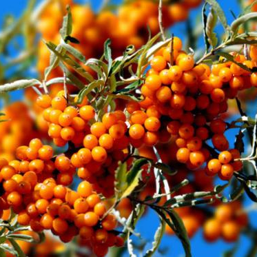 Sea buckthorn Seed Oil
