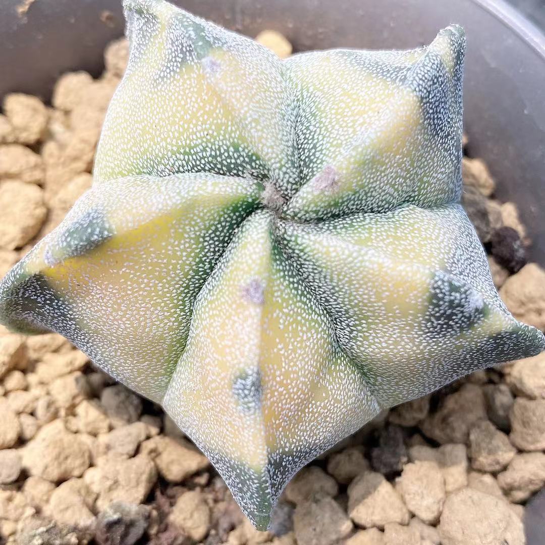 H266 Cactus 'Astrophytum myriostigma Lem' van 5 star Rare grow from seeds 3'pot Live plant Succulent bonsai