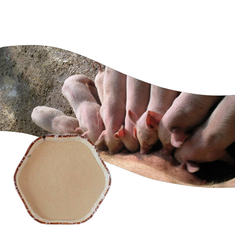 Best Feed specific compound enzyme to promote digestion of Suckling pig