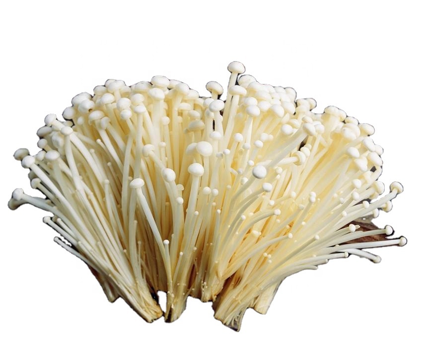 Wholesale high quality fresh Golden Needle Mushroom green cultivated Enoki Mushroom