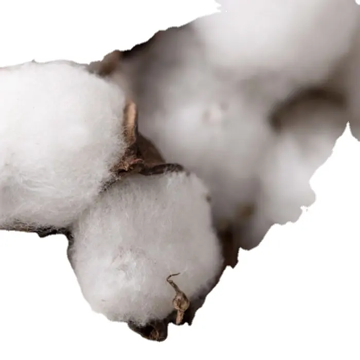 Grade A 100% Organic Raw Cotton