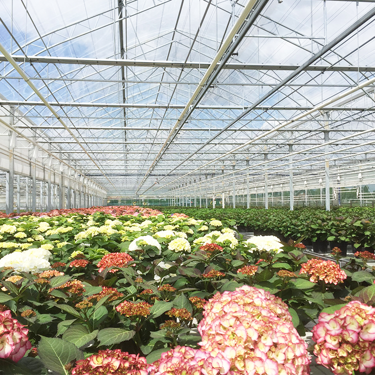 Vegatable Flowers Growing Agriculture Multi-span Glass Greenhouse