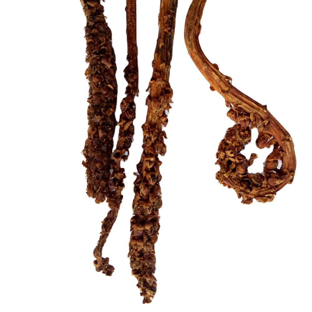 Liedang Dried whole parts natural Skyblue Broomrape