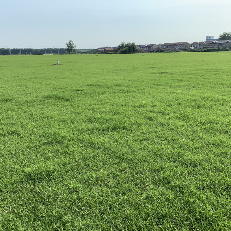 Festuca кракс семена, овсяница красная семена, Ползучая овсяница красная семена для газона