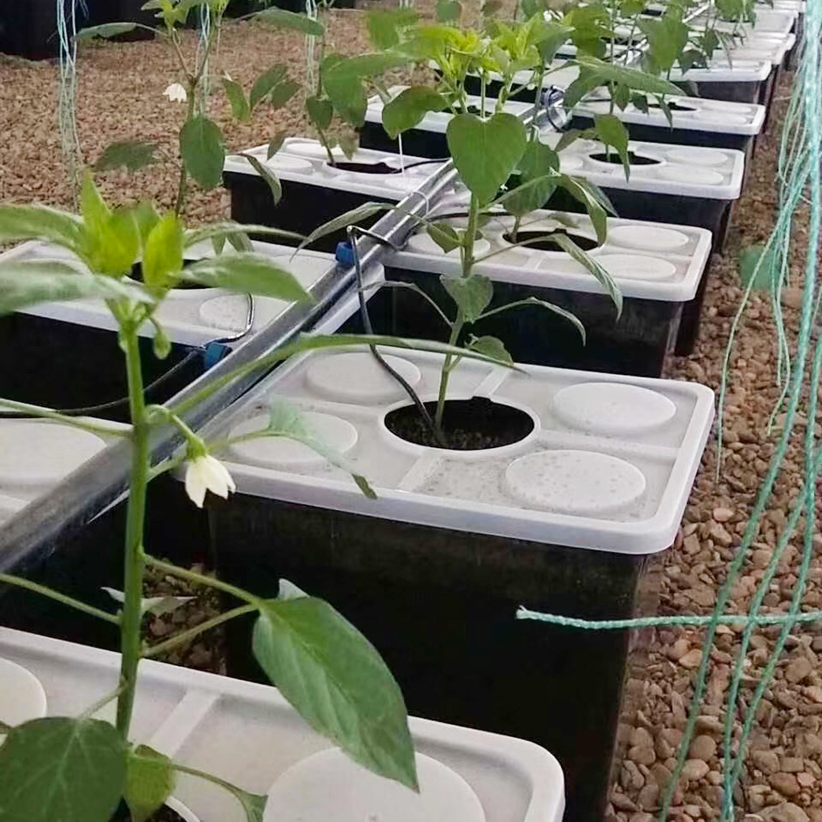 High Quality Dutch Bucket/bato Bucket Used Hydroponic Greenhouse