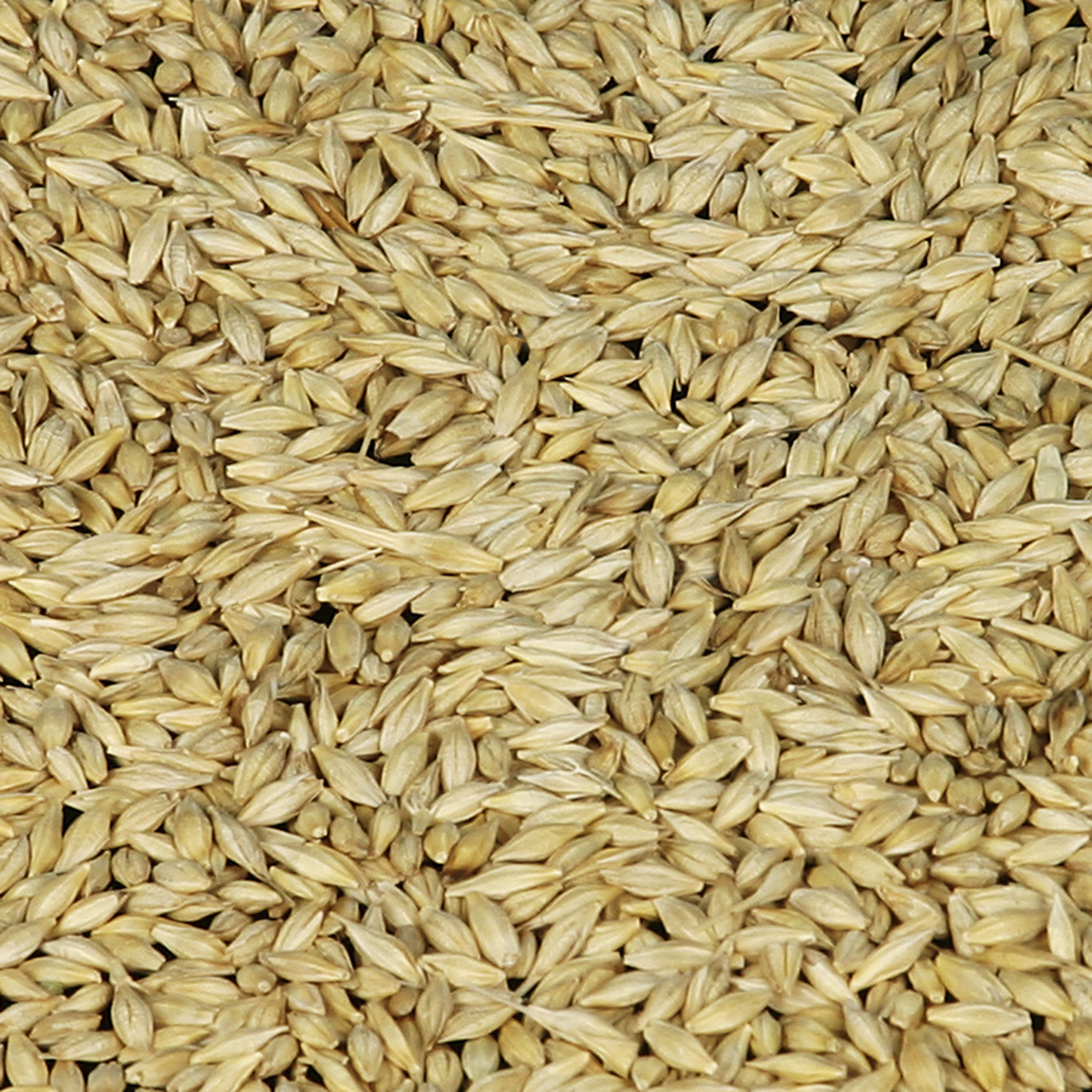 WHOLESALE HULLED PEARL BARLEY High Quality Wheat / Wheat Grain / Barley