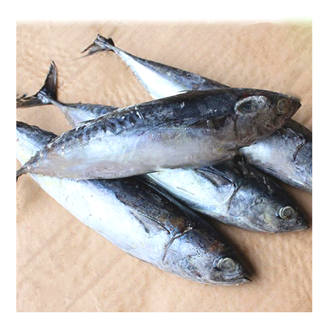 Лучшая цена замороженные морепродукты живые Бонито ЦЕЛАЯ РЫБА покупатели