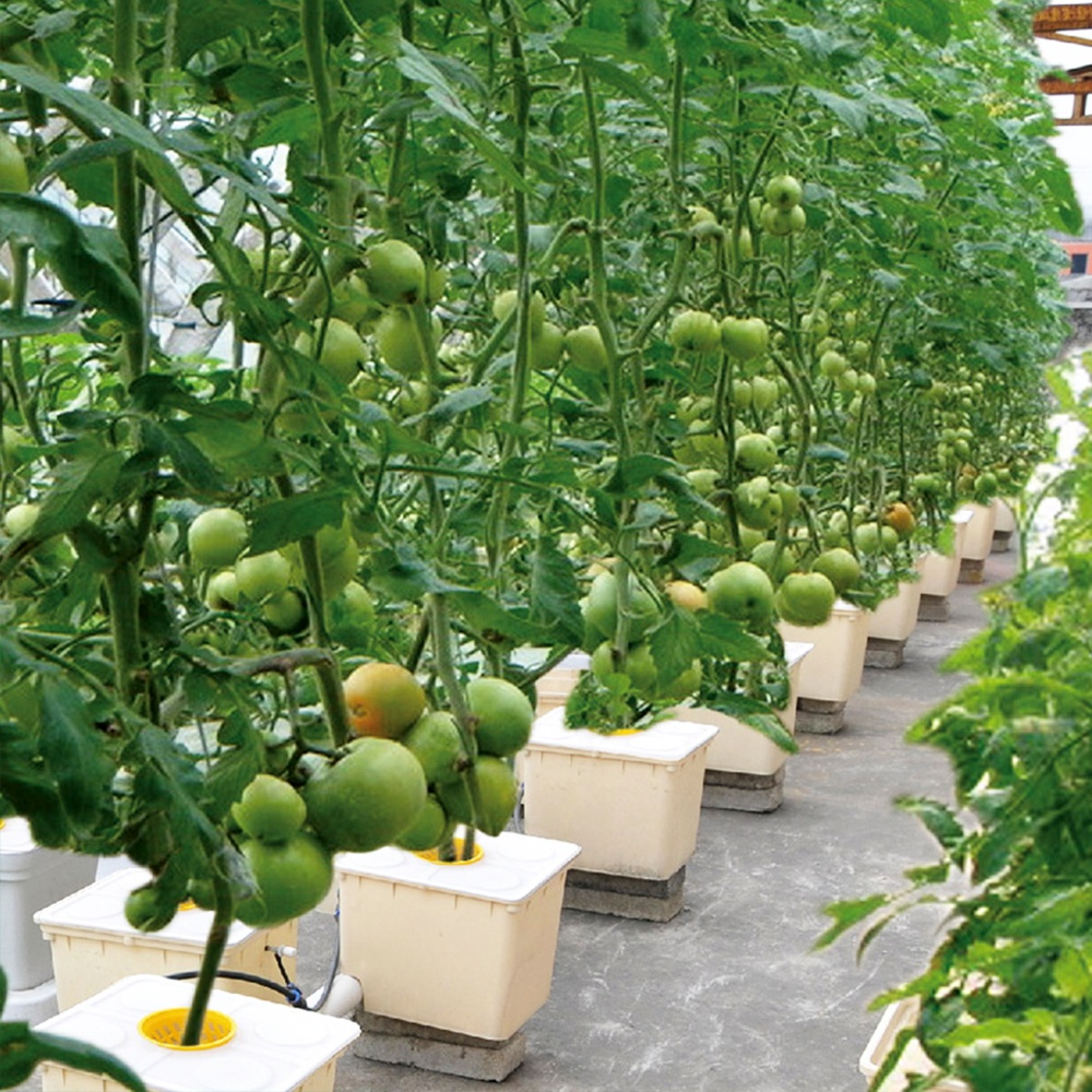 Small Complete Hydroponics System Dutch Bucket Design for Growing Vegetables in Greenhouse