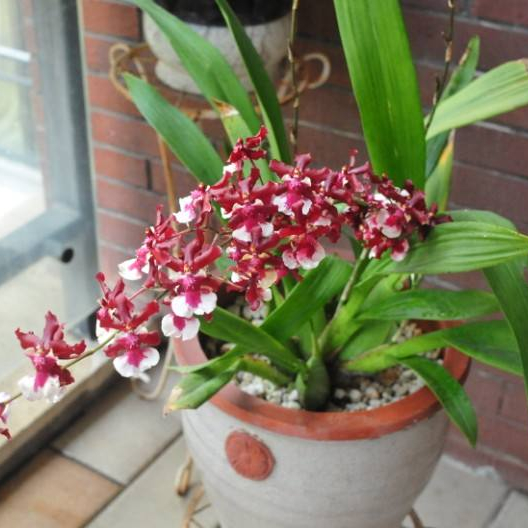 Oncidium hybridum