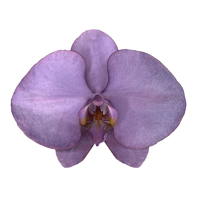 Royal Purple Orchid Butterfly Orchid Bouquet Wedding Decoration Fresh Cut Flowers