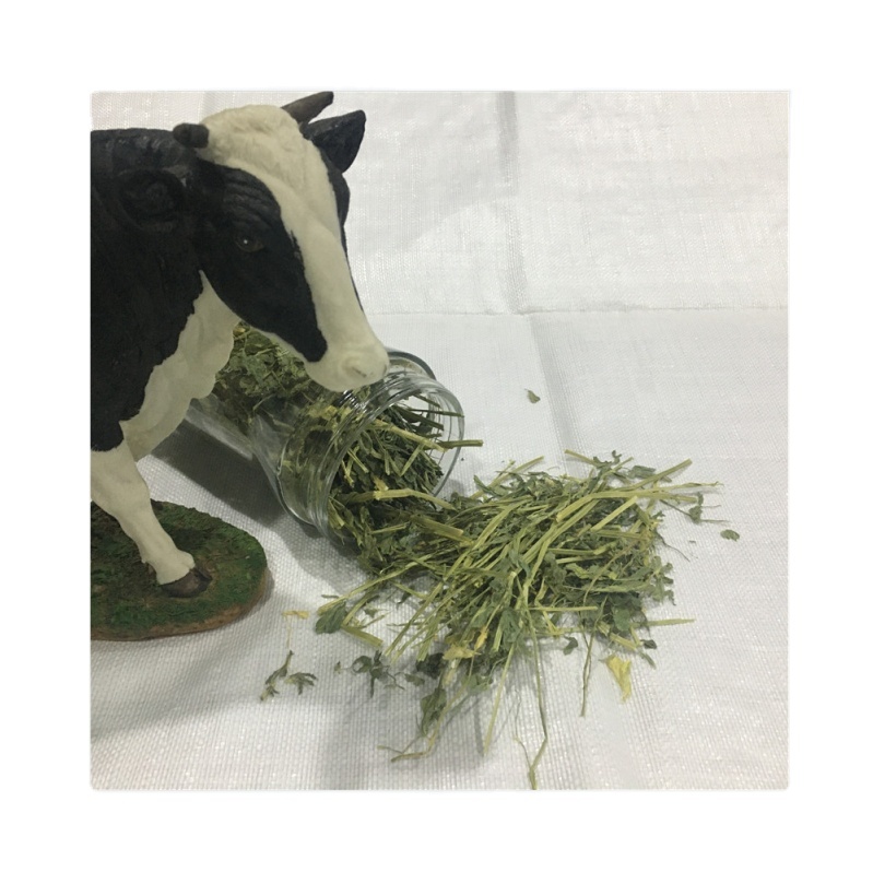Premium Quality single compressed alfalfa hay bales cubes in united states for Animal Feeding