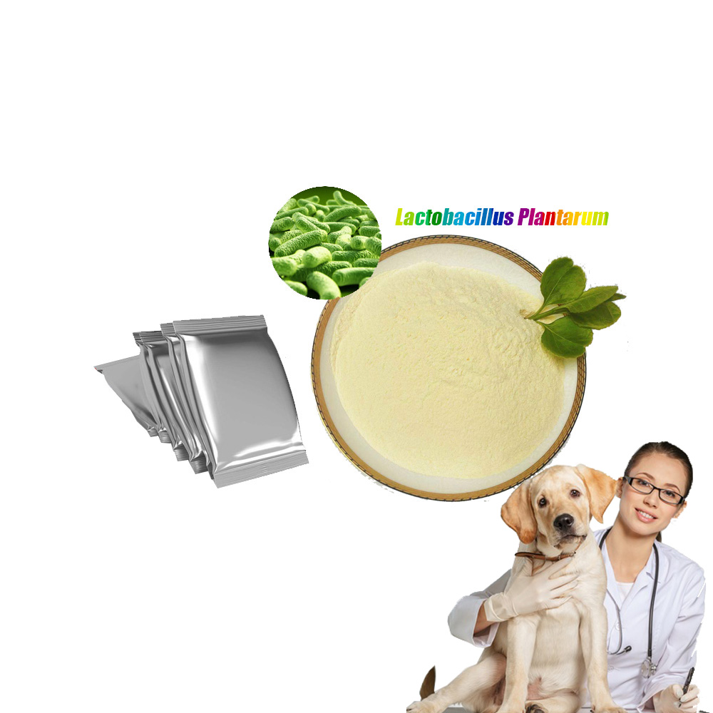 Cheap Freeze dried probiotics powder of Lactobacillus plantarum do probiotics digestive supplement vitamins for dog cat
