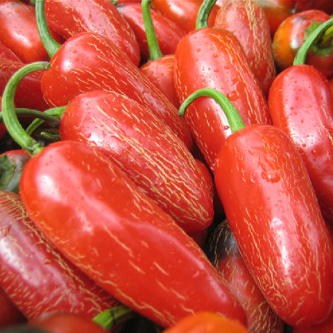 Высшее качество, перец Jalapeno IFQ Jalapeno